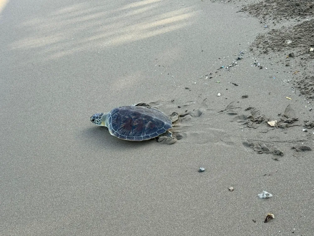Cumhuriyetin 102. Yılında Anlamlı Etkinlik: Yedi Deniz Kaplumbağası Mavi Sularla Buluştu