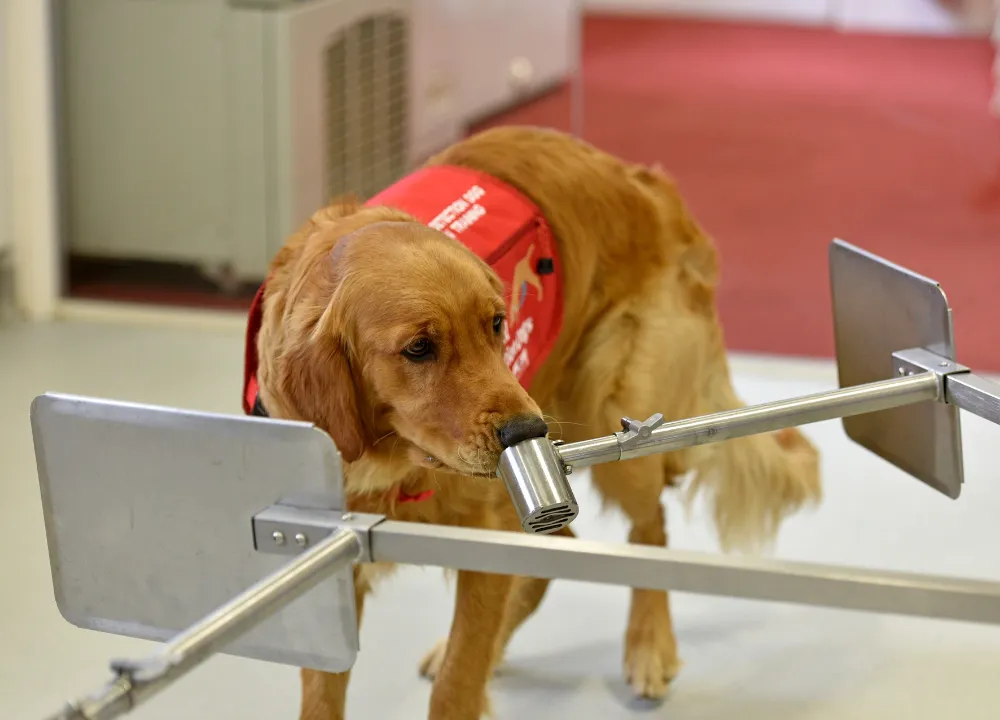  Araştırma: Köpekler Parkinson hastalığını koku yoluyla tespit edebiliyor
