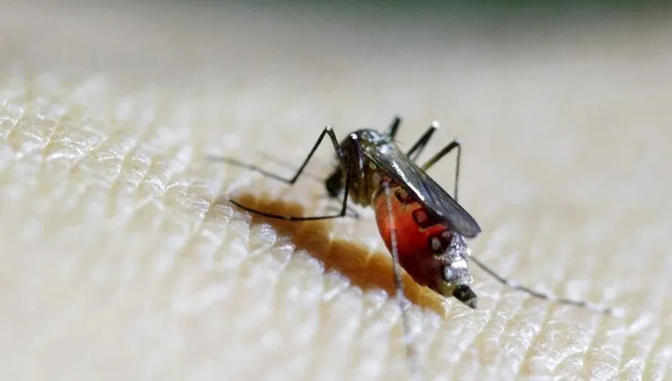 DSÖ’den uyarı: Sivrisinekler yoluyla bulaşan Chikungunya virüsü yayılıyor