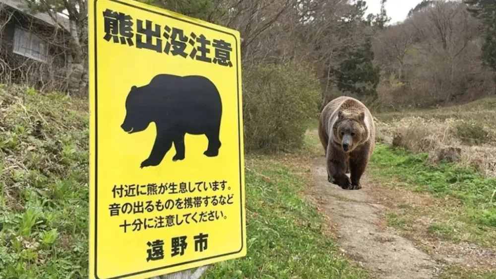 Japonya’da ayı tehlikesi: Şehirlerde tüfek kullanımına izin çıktı